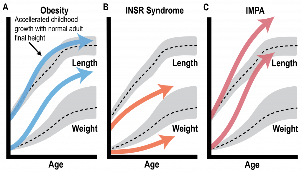 Relationship between insulin and growth, featuring 3 charts: obesity, INSR syndrome, and IMPA.  Each chart growth in terms of length and weight against the age of the subject.